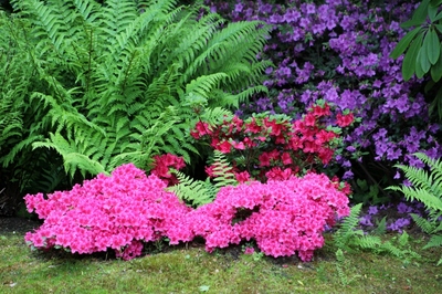 Z botanické zahrady