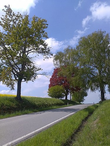 Stromy lemují úzkou silničku, naštěstí se dá jít strouhou.