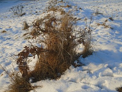 Trochu zamuchlané.