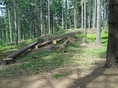 Vítr, nebo kůrovec?