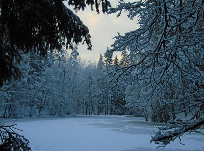 Zamrzlý rybník.