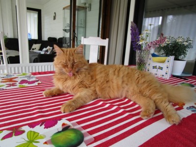 Bamse, rodinný miláček ve Švédsku