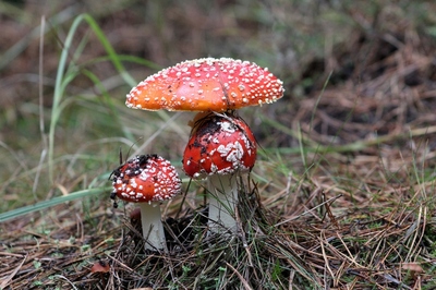 Mochomurka červená