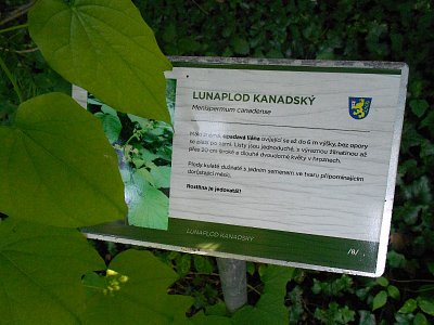 07-lunaplod-kanadsky.jpg