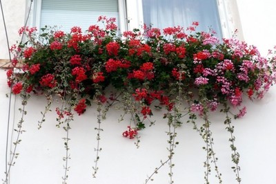 Snad i letos rozkvetou