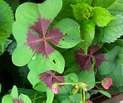 domácí štěstí...a kdopak mi ho uždibuje ???