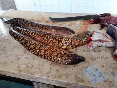 Murény tygrované (nádherné ryby)