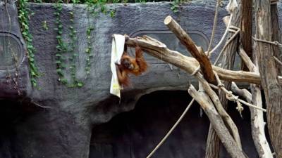 09-orangutanek.jpg