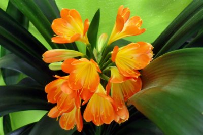 Kytička pro dnešní den ♥