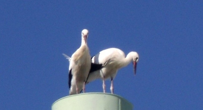 Čapí mláďata 2016