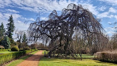 Převislý buk lesní*