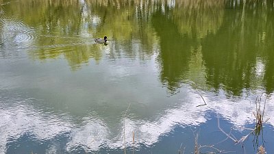 V rybníku ponořené