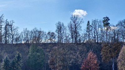 Stromy nahoře i dole