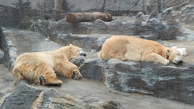 Unavení a spící lední medvědi