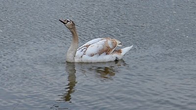 Plavu si, ani nevím jak...