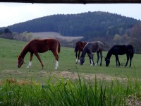 Krásní koně v Ohrazenicích