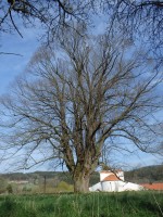 Památný strom - asi lípa - u zámku v Tažovicích