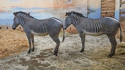10- Zebry jsou sousedkami žiraf.