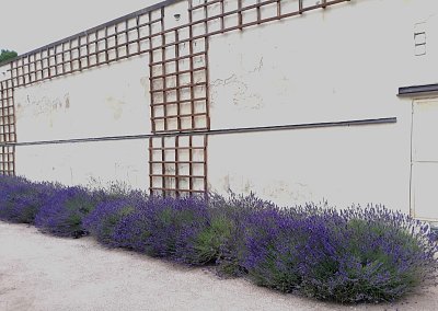 10-zahon-kvetoucich-levanduli-podel-zdi-zahrady.jpg