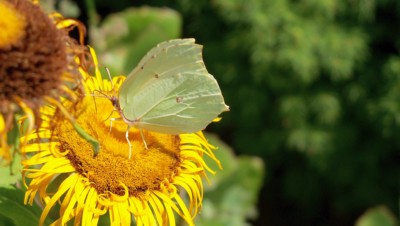 Běláskův odpočinek na mé zahrádce