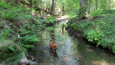Bertík na akci : " Vyčistíme koryto Ploučnice : ))))