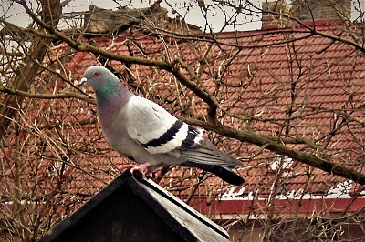 Dobří holubi se vracejí