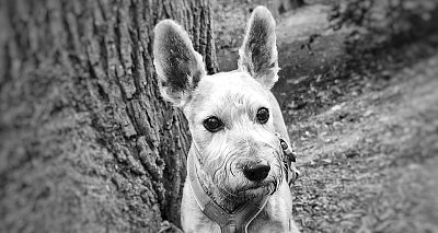 Kdo má větší uši?