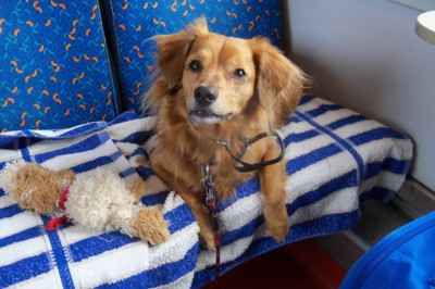 Jedu rychlíkem do Hradce Králové, fandit Soně na výstavu Chodských psů