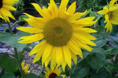 Stále ještě kvetu.