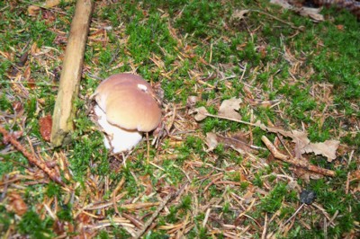 Jsem malej, ale pravej...včerejší  nalezenec