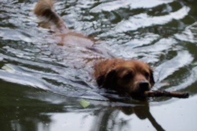 Skočil jsem se trochu ochladit do rybníku....to je žůůžo bàbinko:)))