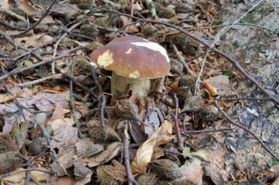 Bráchové už jsou v košíku