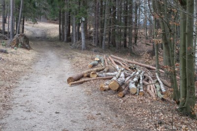 A dříví kam se podíváš