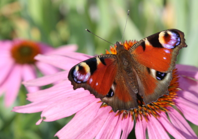 Babočka paví oko