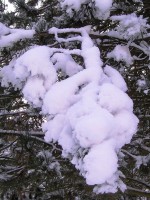 Sněhové hrozny na borovici