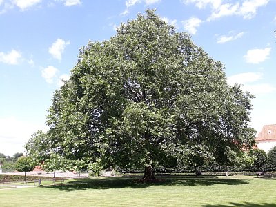 11-nejmohutnejsi-strom-v-anglicke-casti-zahrady.jpg