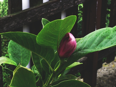 Druhý květ srpnové magnolie z Prahy