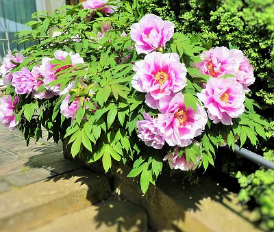 Krása ružových pivonek.