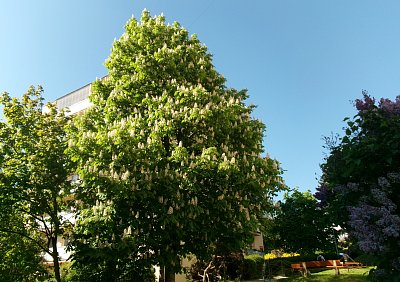 Kvetoucí kaštan a šeřík před domem*