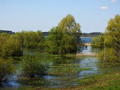 Niské jezero, lužní část