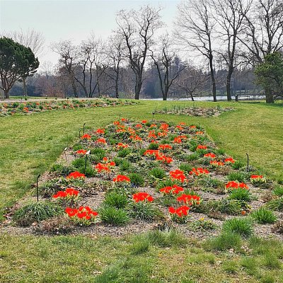 Záhon tulipánů v blízkosti rybníka