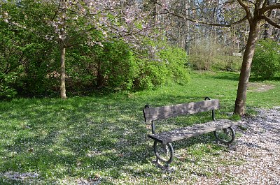 Když sakury odkvétají