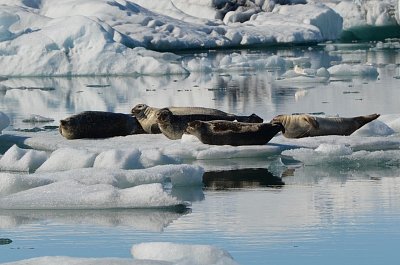 12-jokulsarlon-tuleni.jpg