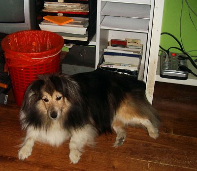 Odpočinek pod počítačem