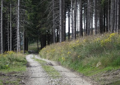 Lesní cesty 1