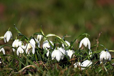Sněženkové probouzení