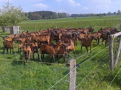 Ohraničené pastviny, ale dozadu mají ještě fůru volného prostoru.