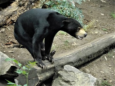 medvěd malajský foceno v ZOO Jihlava