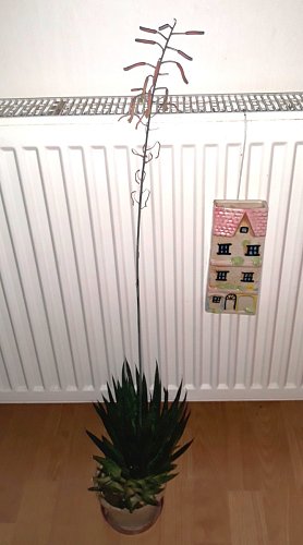 14-kvetouci-aloe-haworthia.jpg