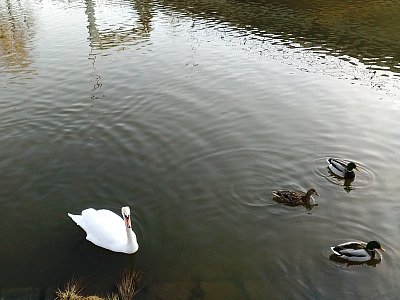 Předzvěst jara na řece Sázavě